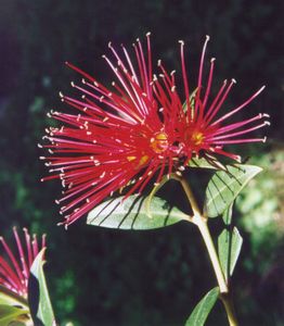 Southern Rata